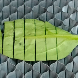 Why Blue Lasers for Laser Weeding?