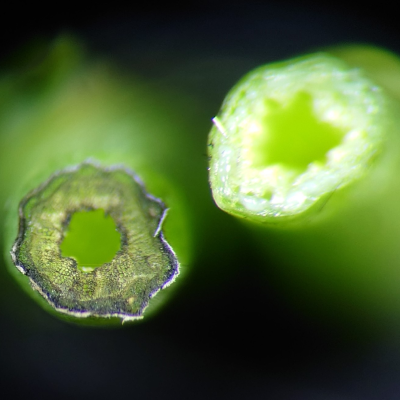 Agriculture, Biotechnology and Biosciences