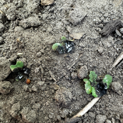 Laser system in action 2