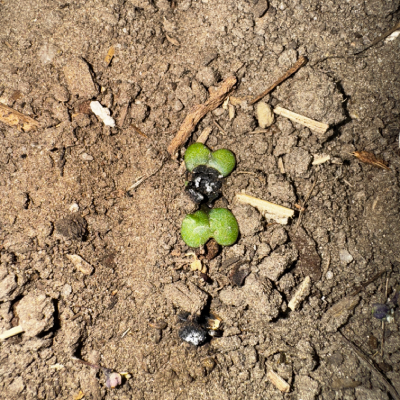 Laser system in action 1