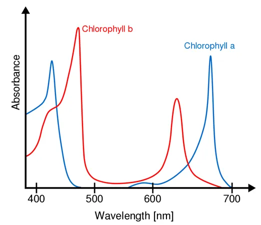 Absorption Spectrum of Chlorophyll a and b in the Visible Wavelength Range