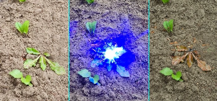 Organic Automated Weed Control System with Blue Laser Shown in Action Doing Organic Laser Weeding