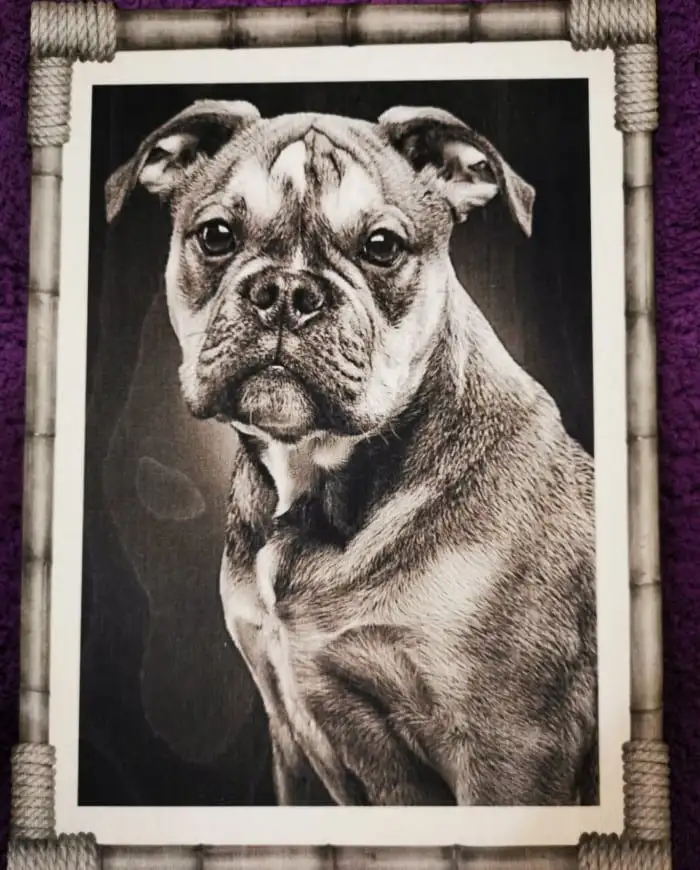 Laser Engraved Plywood Showing a Portrait of a Cute Dog Engraved with Astonishing Ultra HD Precision