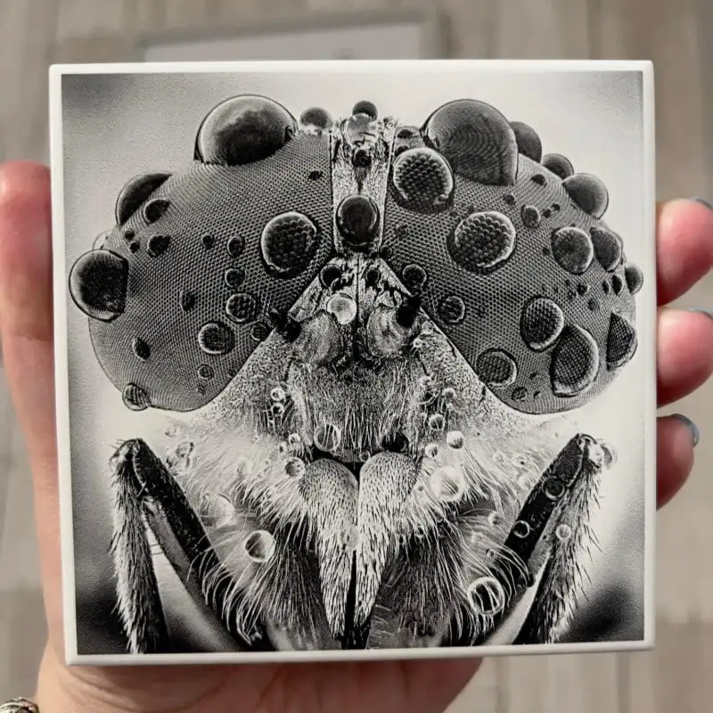 Ultra HD Engraving on a Ceramic Tile Showing a Fly Covered with Miniscule Water Drops
